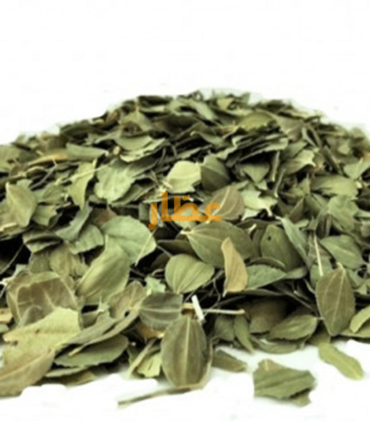 Feuilles-de-Jujubier-–-Sidr-أوراق-السدر