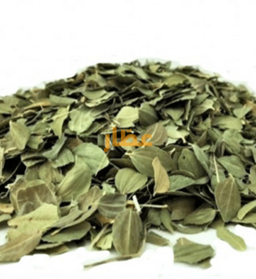 Feuilles-de-Jujubier-–-Sidr-أوراق-السدر