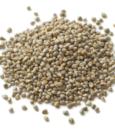 Millet-en-graines
