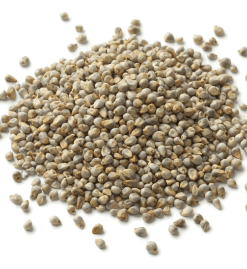 Millet-en-graines