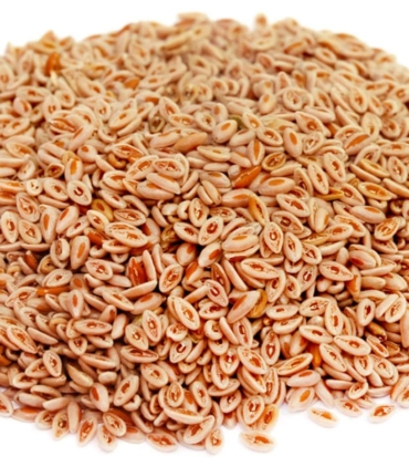 Psyllium