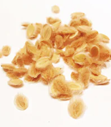 cumin-soufi-