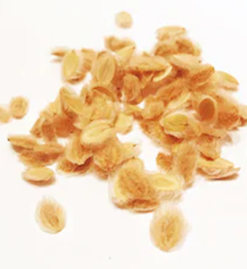 cumin-soufi-
