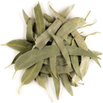 eucalyptus