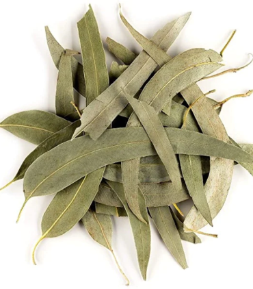 eucalyptus