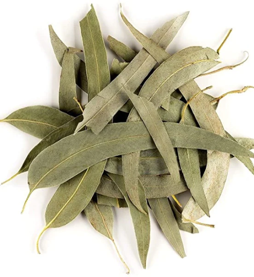 eucalyptus