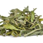 stevia-feuilles