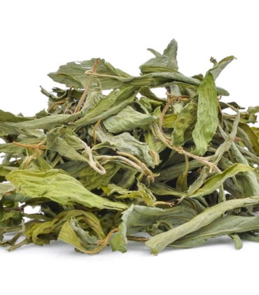 stevia-feuilles